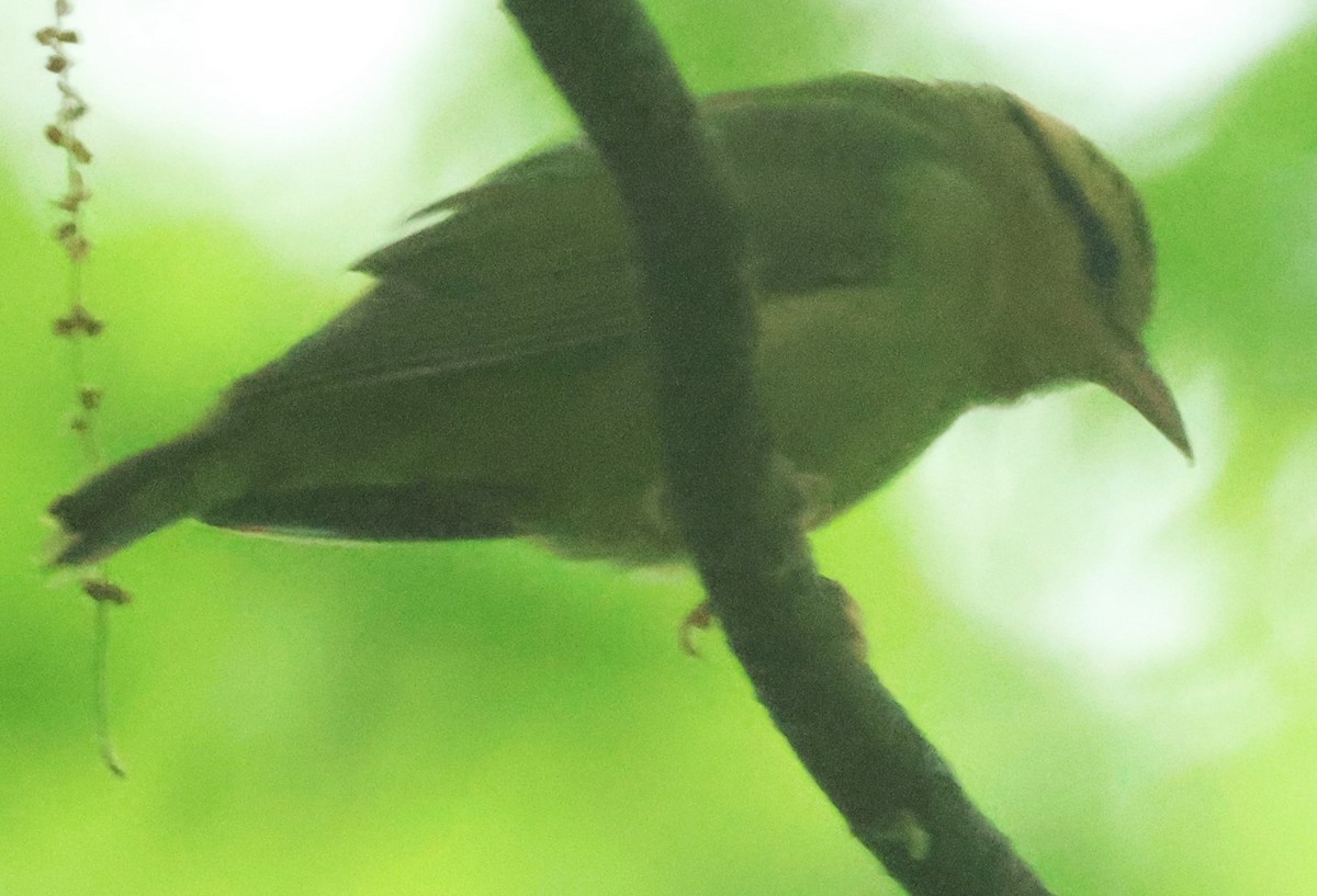 Worm-eating Warbler - Michael Clay