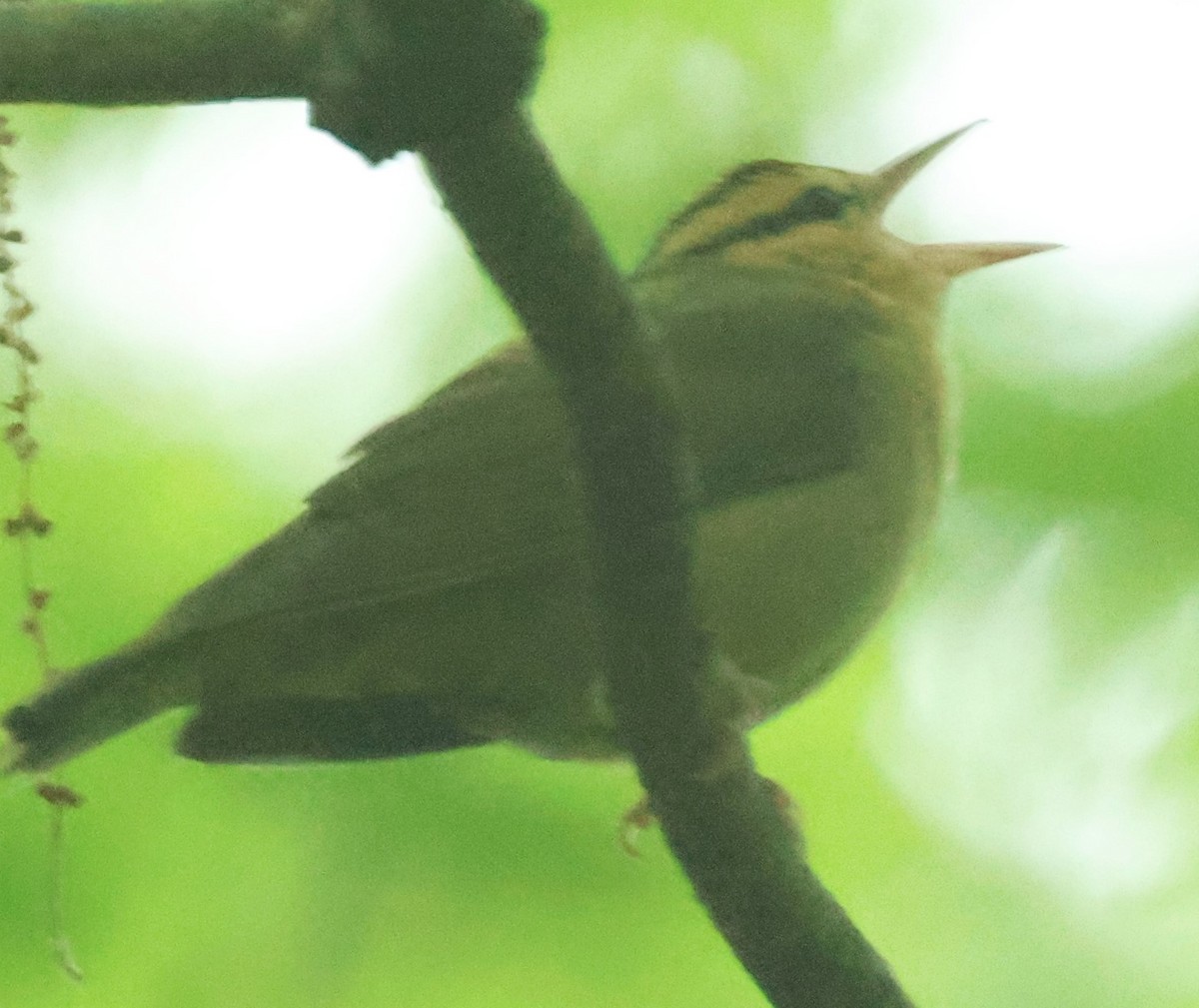 Worm-eating Warbler - Michael Clay