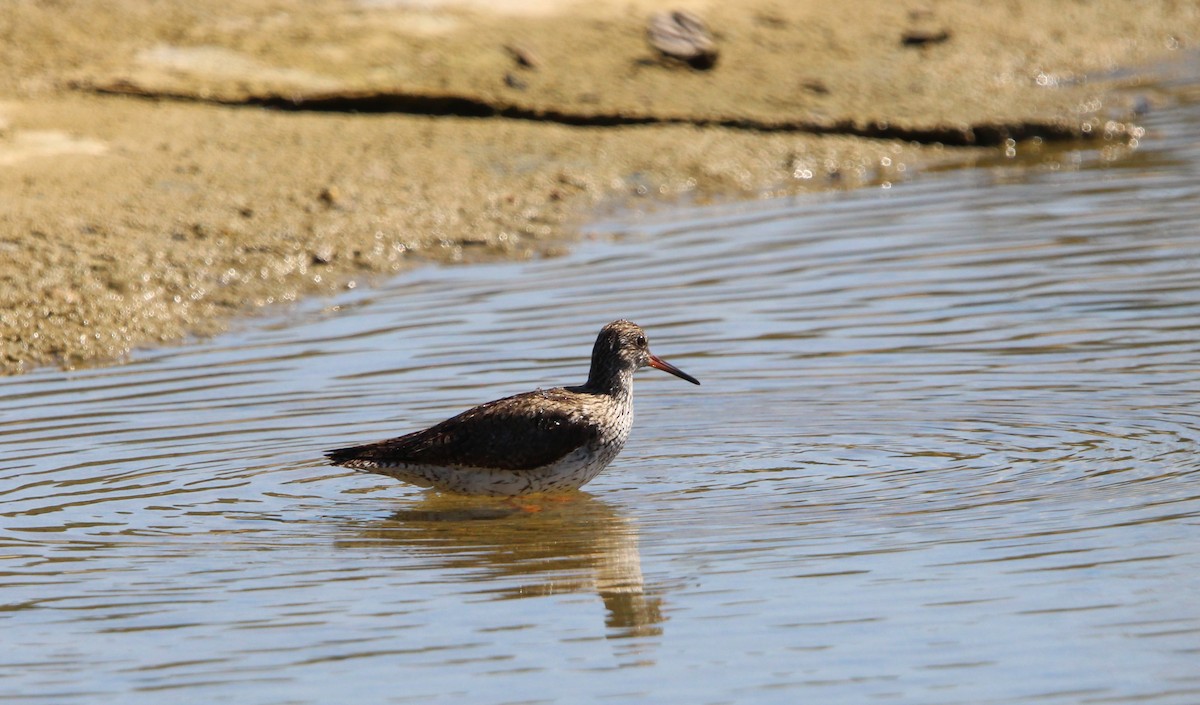 Common Redshank - ML618428394