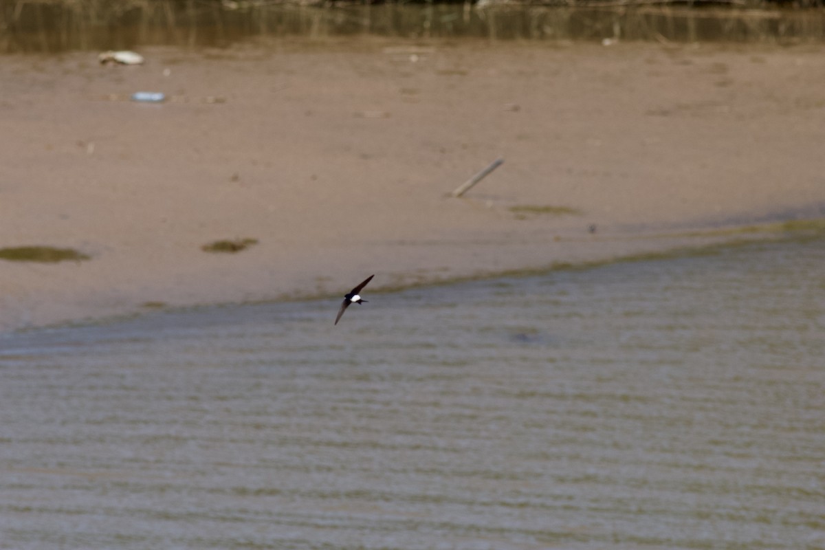 Avión Común Occidental - ML618428395