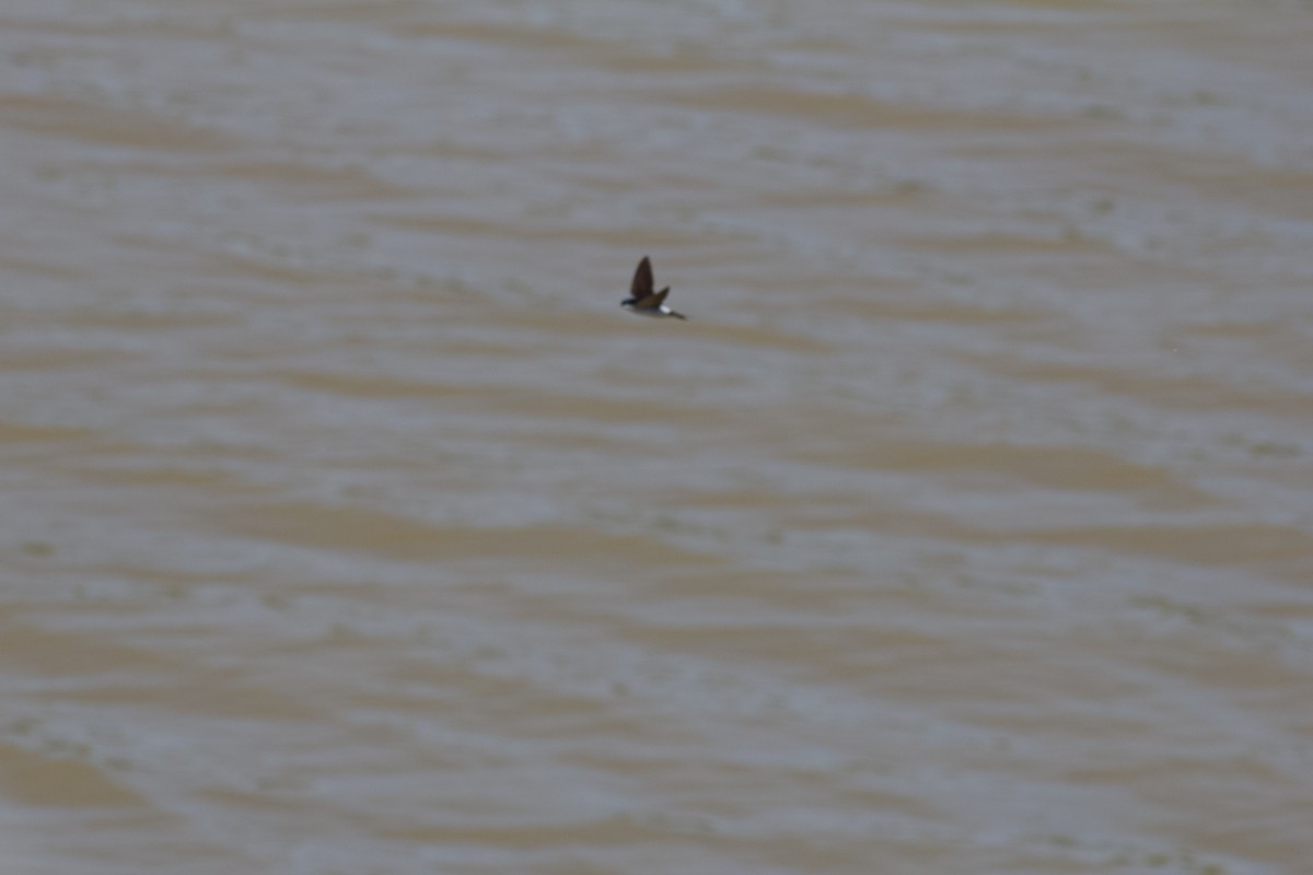 Avión Común Occidental - ML618428396