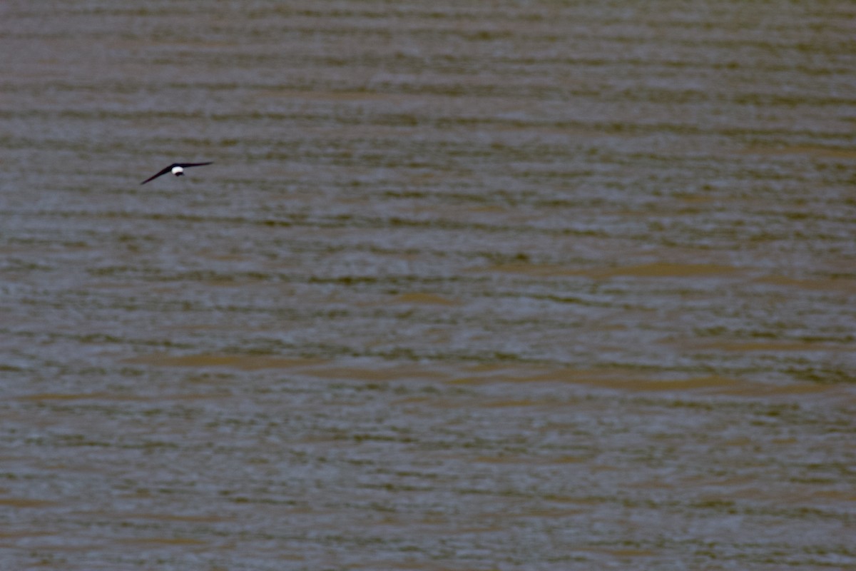 Avión Común Occidental - ML618428397