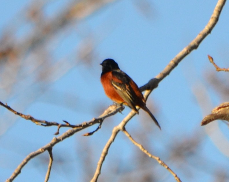 Orchard Oriole - ML618428425