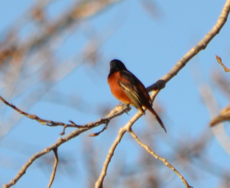 Orchard Oriole - Chris Tessaglia-Hymes