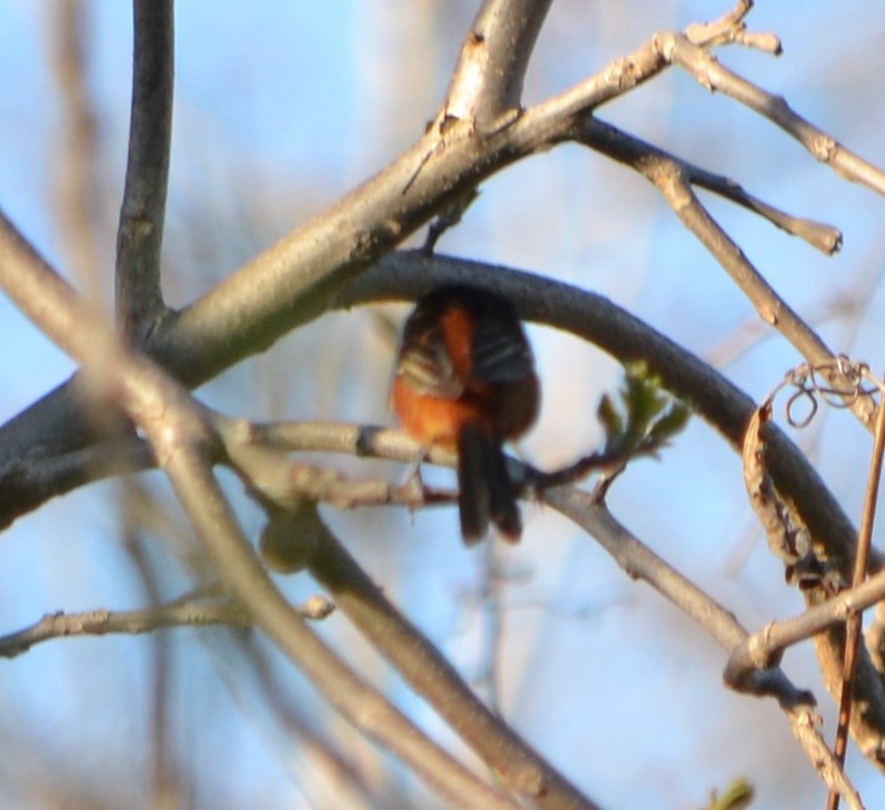 Orchard Oriole - Chris Tessaglia-Hymes