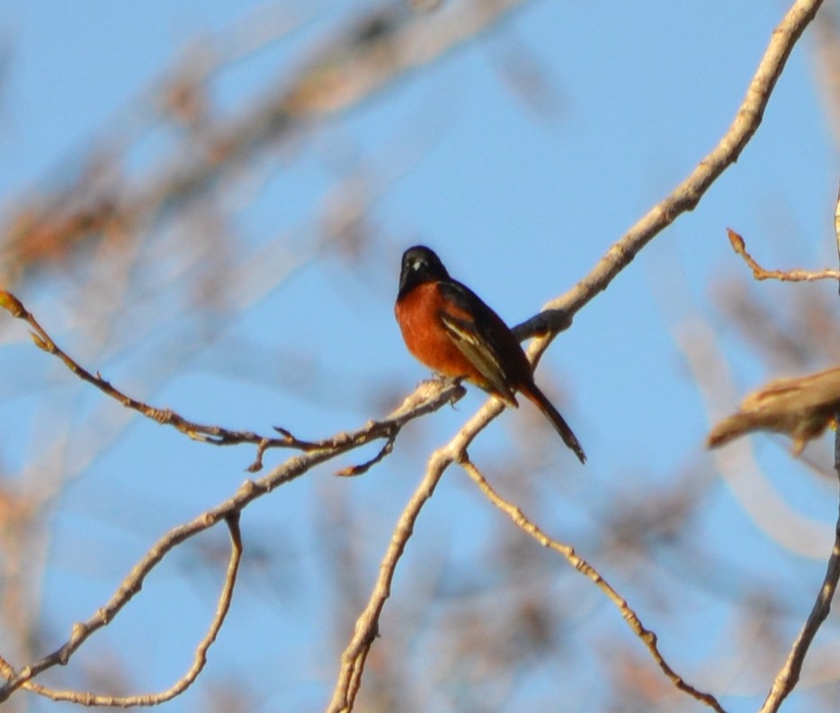 Orchard Oriole - ML618428428