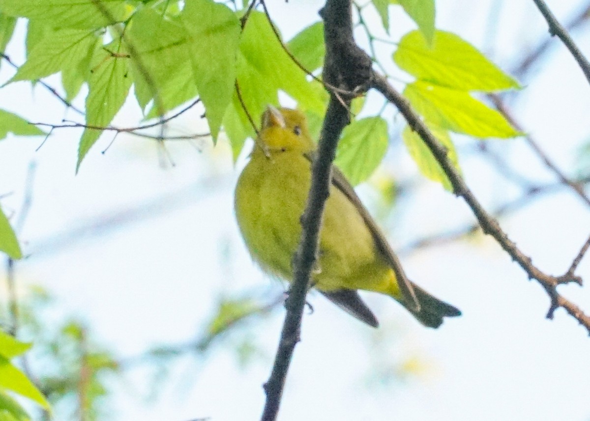 Scarlet Tanager - Shawn Pfautsch