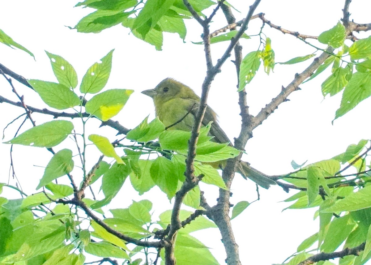 Scarlet Tanager - Shawn Pfautsch