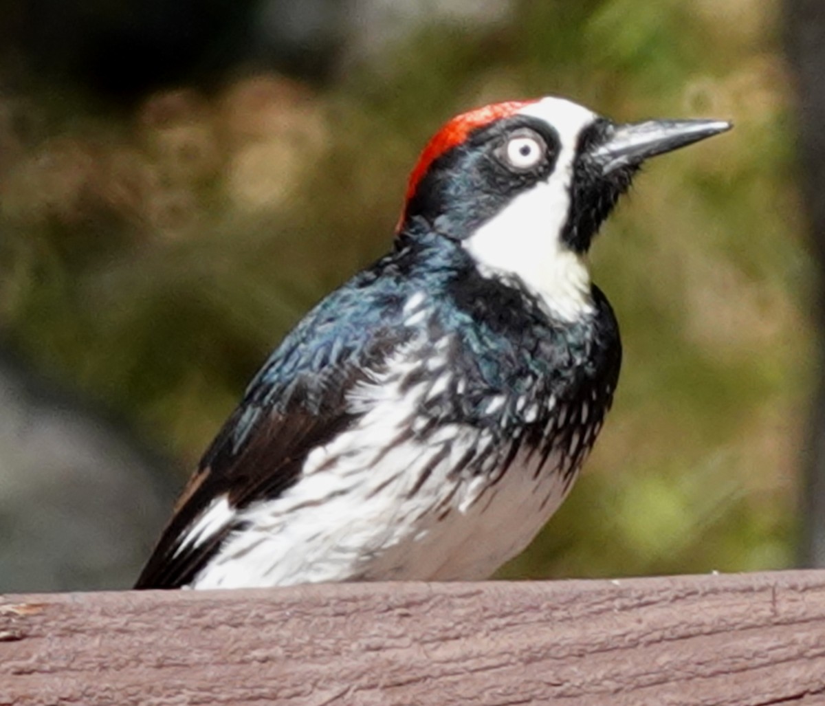 Acorn Woodpecker - ML618428440