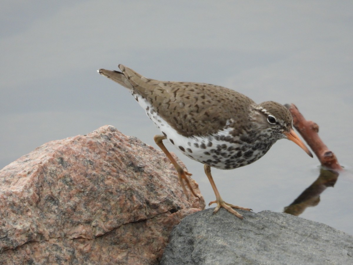 Spotted Sandpiper - ML618428447