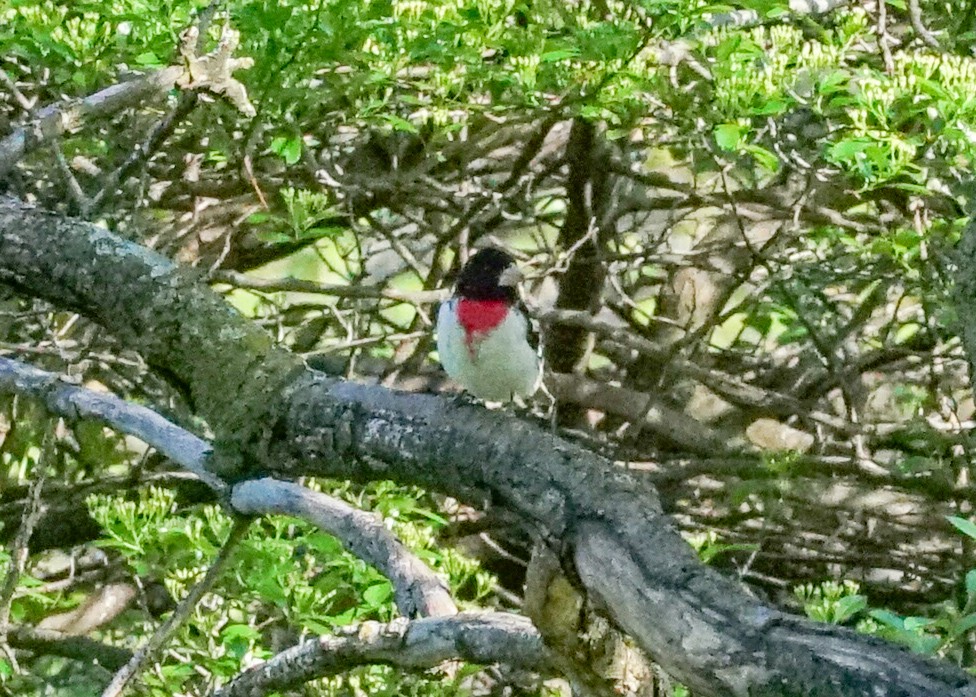 Rose-breasted Grosbeak - ML618428448