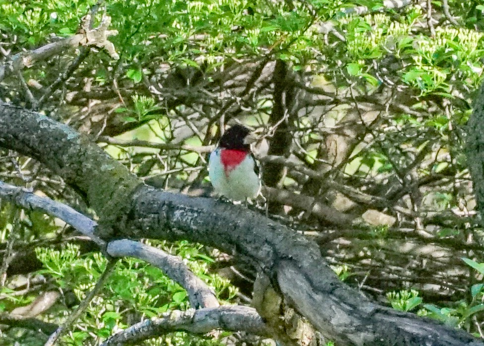 Rose-breasted Grosbeak - ML618428449