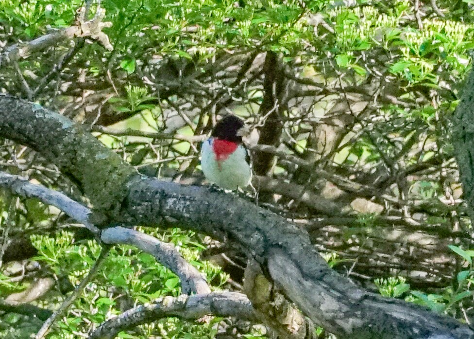 Rose-breasted Grosbeak - ML618428451