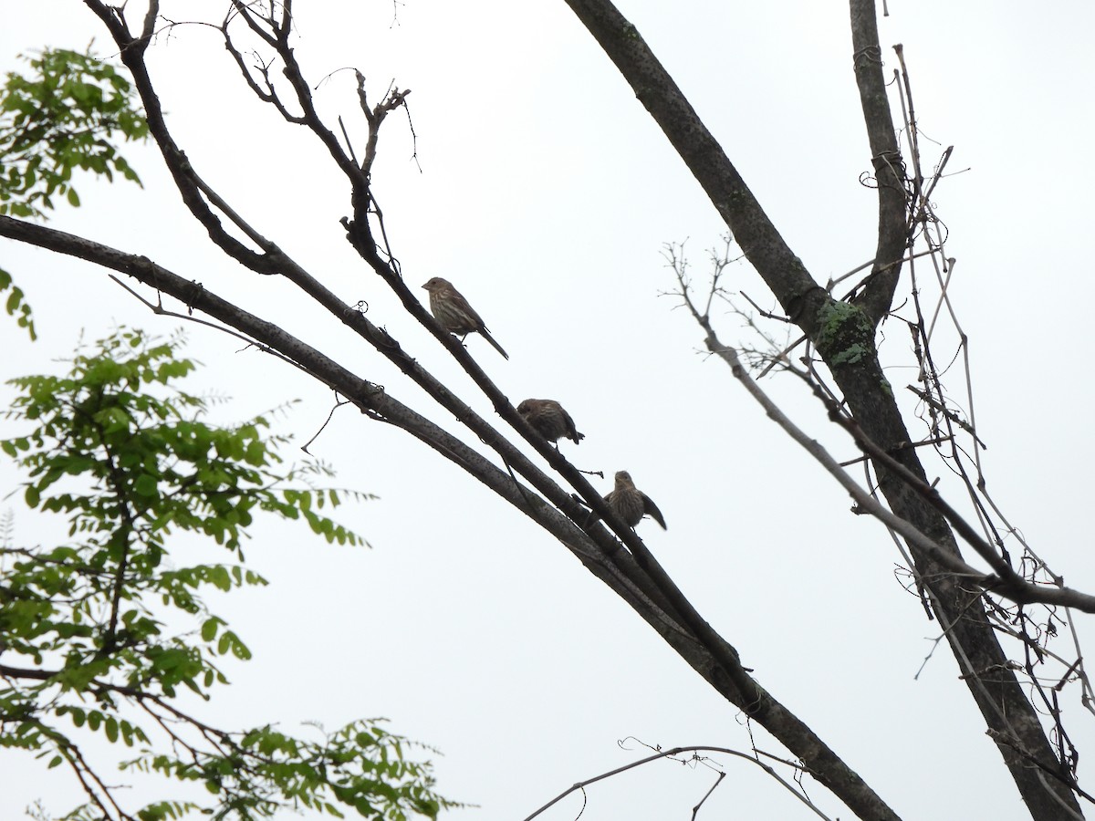 House Finch - Ankur Dave