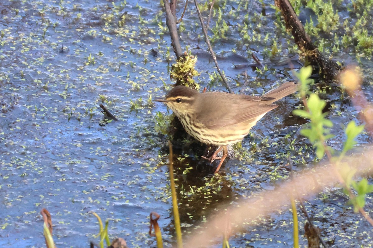 Northern Waterthrush - David Nelson