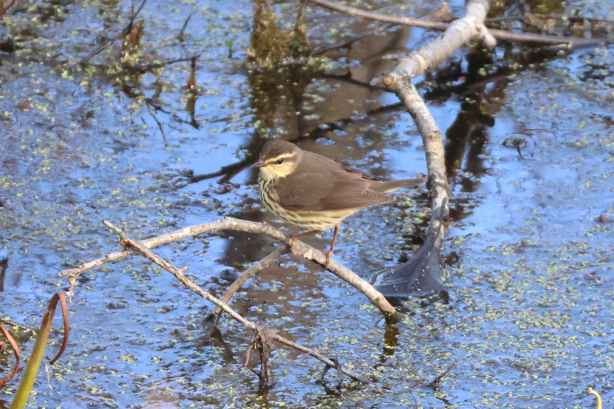 Northern Waterthrush - ML618428458