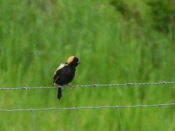 Bobolink - Doug Pfeiffer