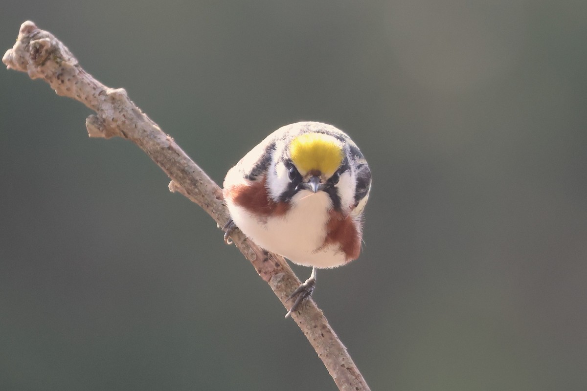 Chestnut-sided Warbler - ML618428489