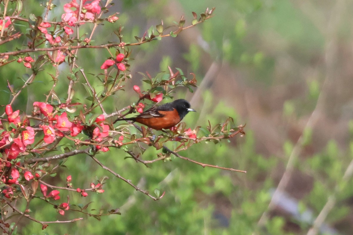 Oriole des vergers - ML618428502