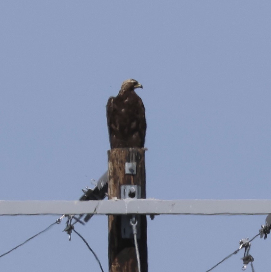 Águila Real - ML618428504