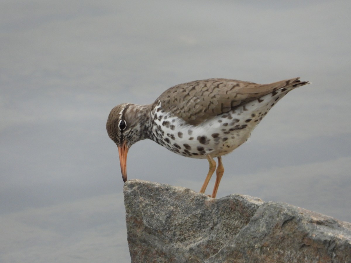 Spotted Sandpiper - ML618428521