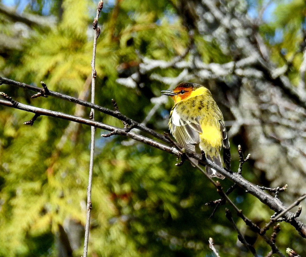 Cape May Warbler - David Bree