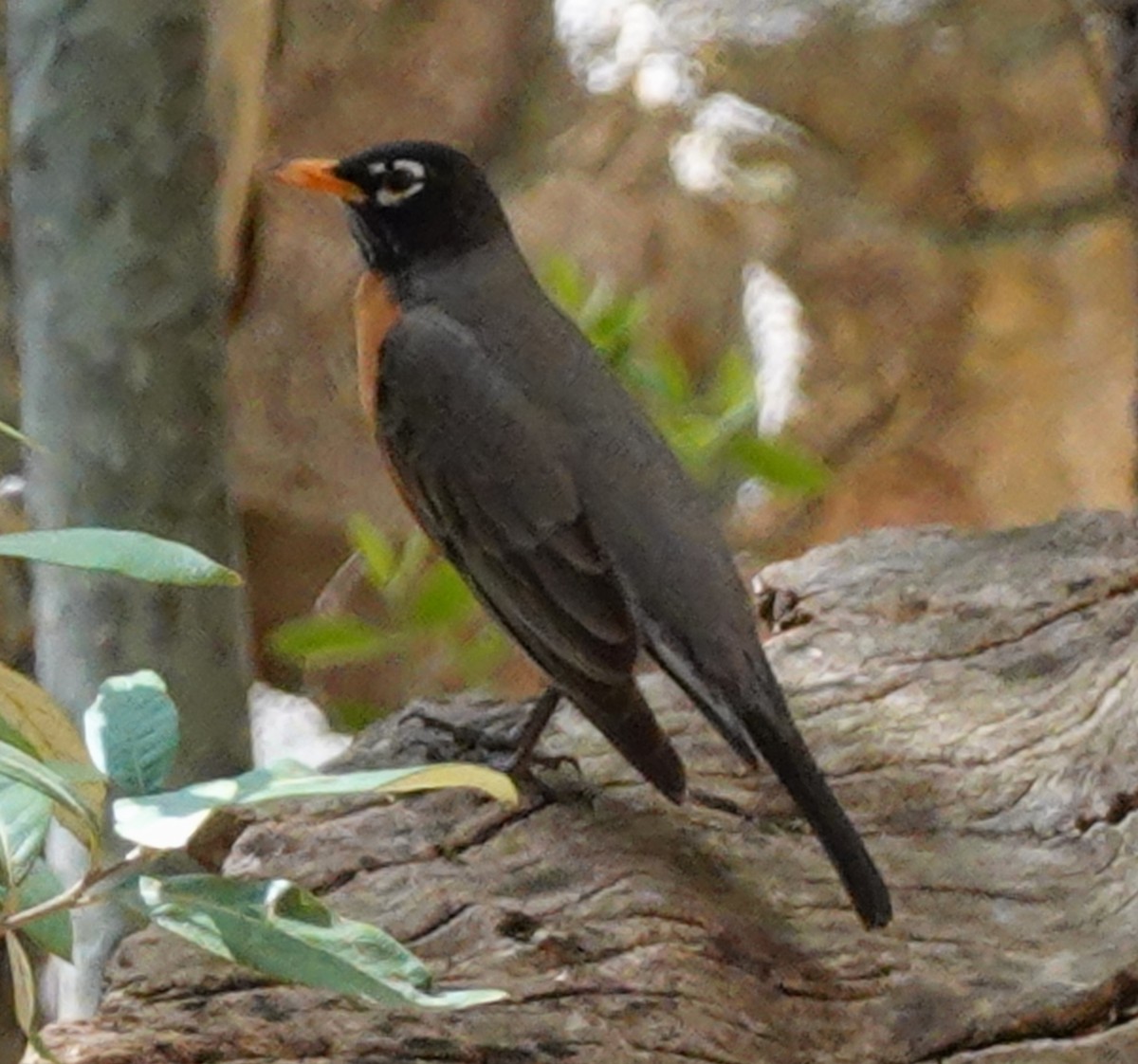 American Robin - ML618428547