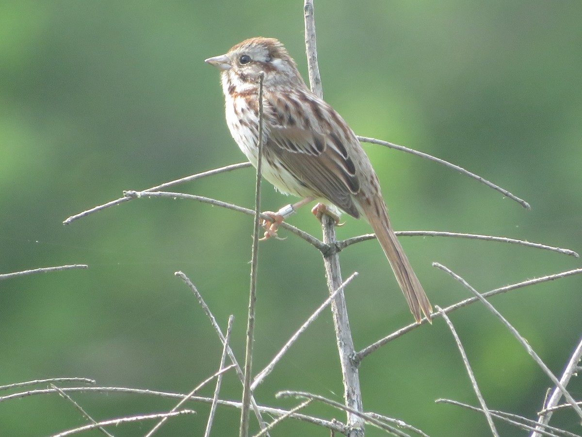 Song Sparrow - Joel Jacobson