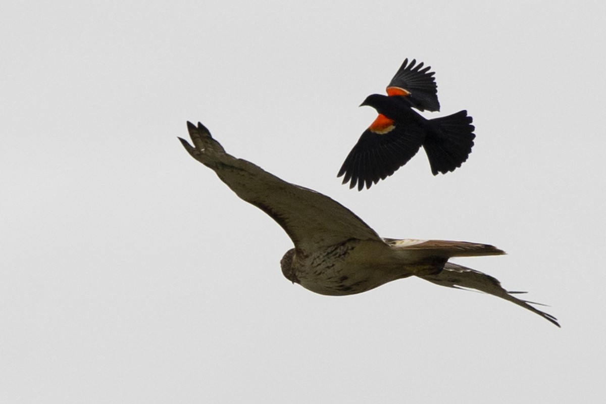 Red-winged Blackbird - ML618428579