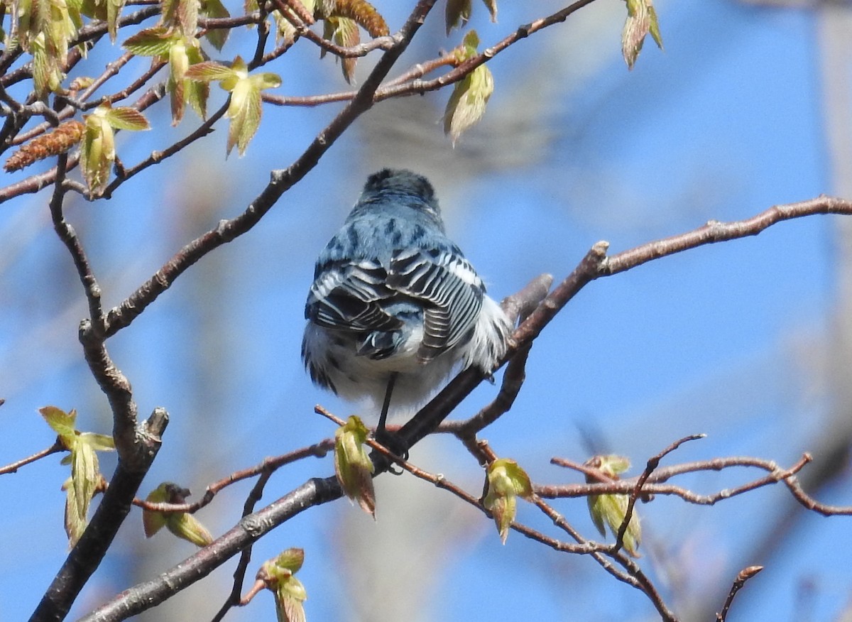 Cerulean Warbler - David Bree