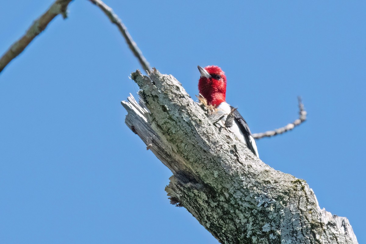 Pic à tête rouge - ML618428637