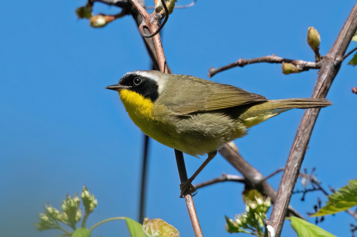 Common Yellowthroat - ML618428649