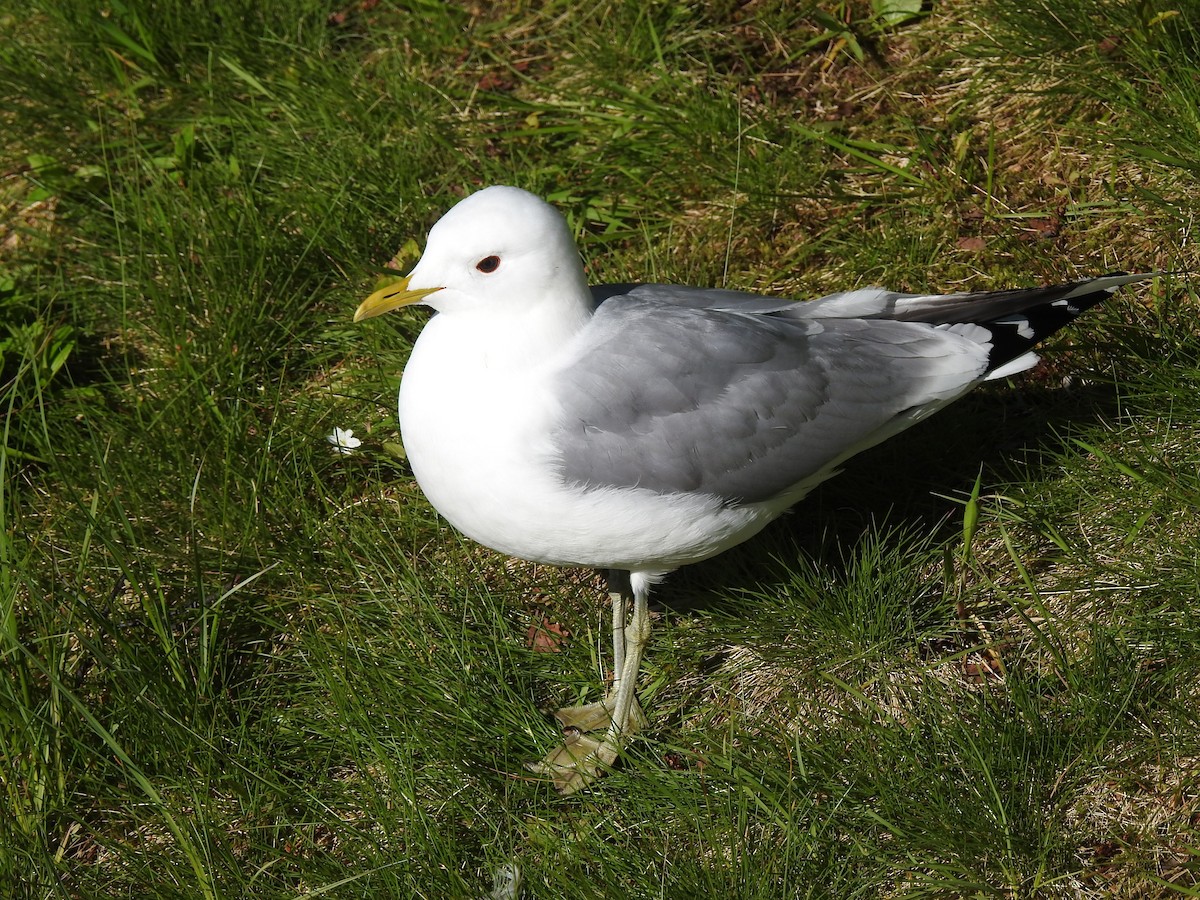 Common Gull - ML618428663