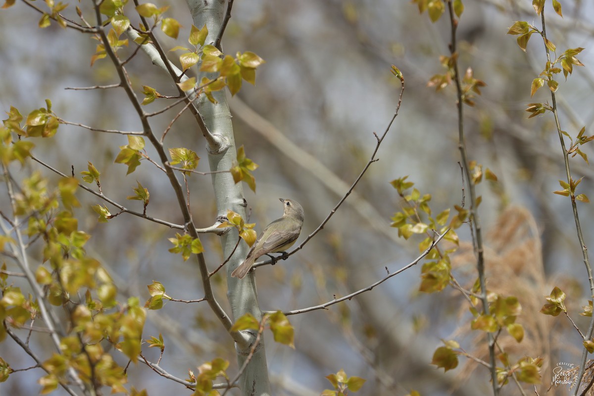 Warbling Vireo - ML618428695