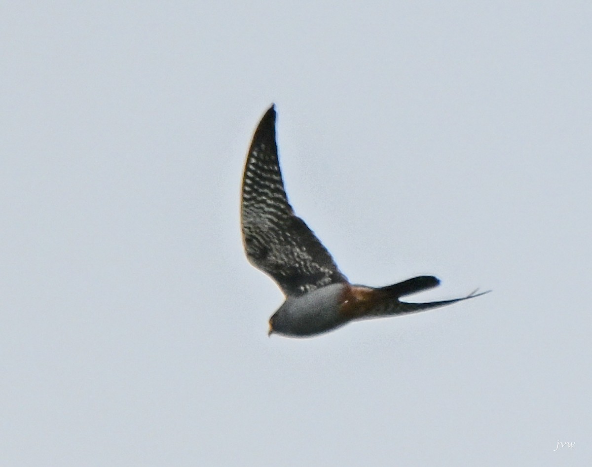 Red-footed Falcon - ML618428723