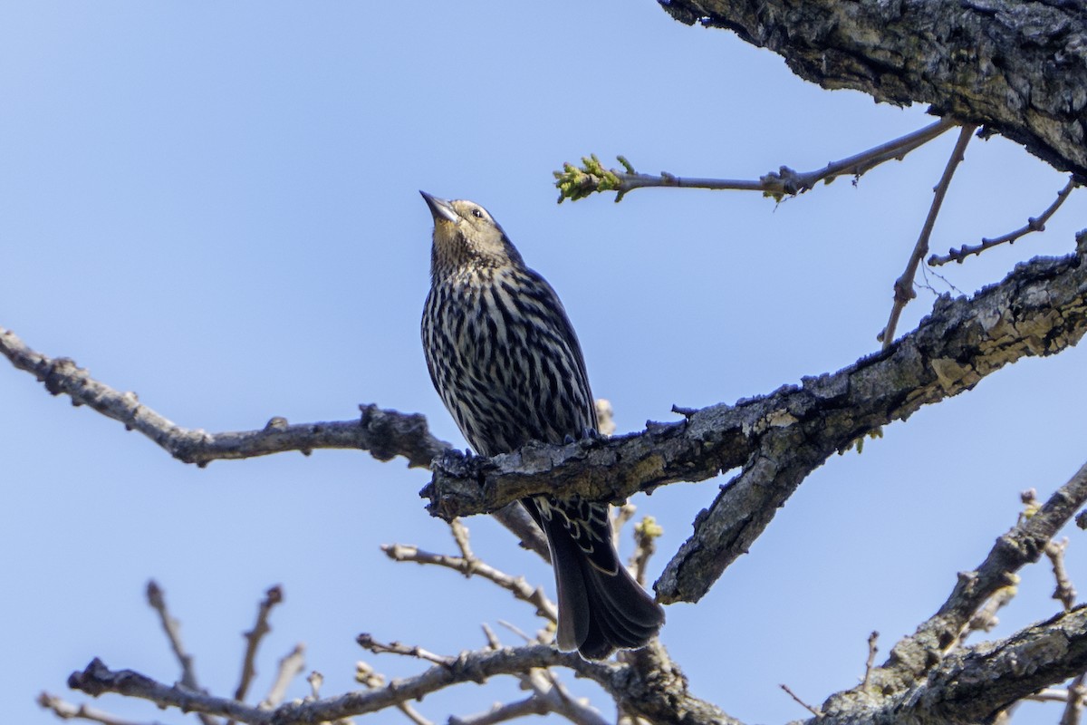 Red-winged Blackbird - ML618428737