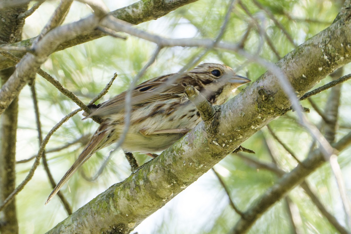 Song Sparrow - ML618428751