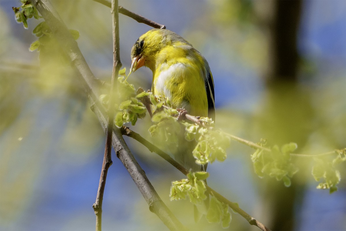 American Goldfinch - ML618428760