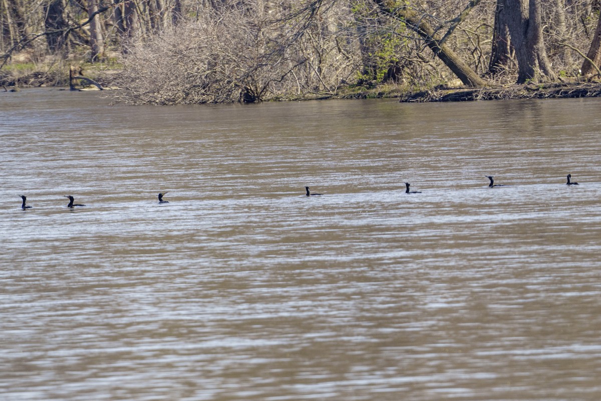 Double-crested Cormorant - ML618428772