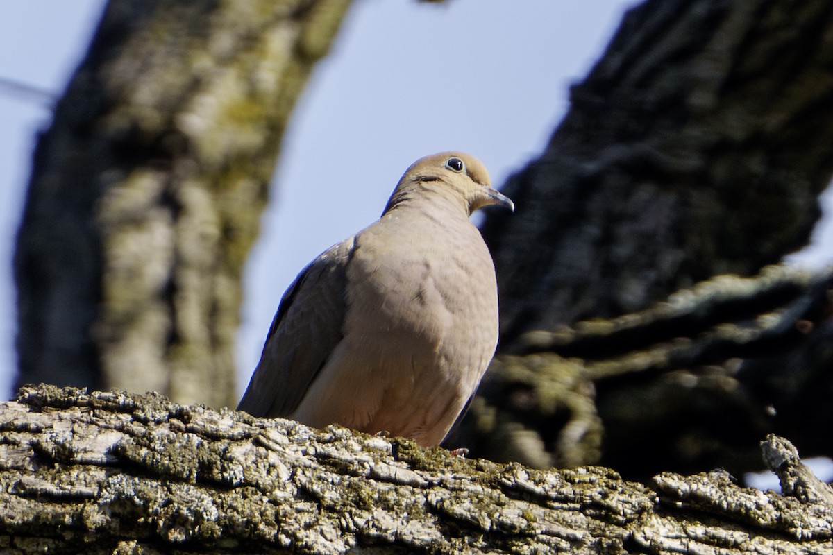 Mourning Dove - ML618428778