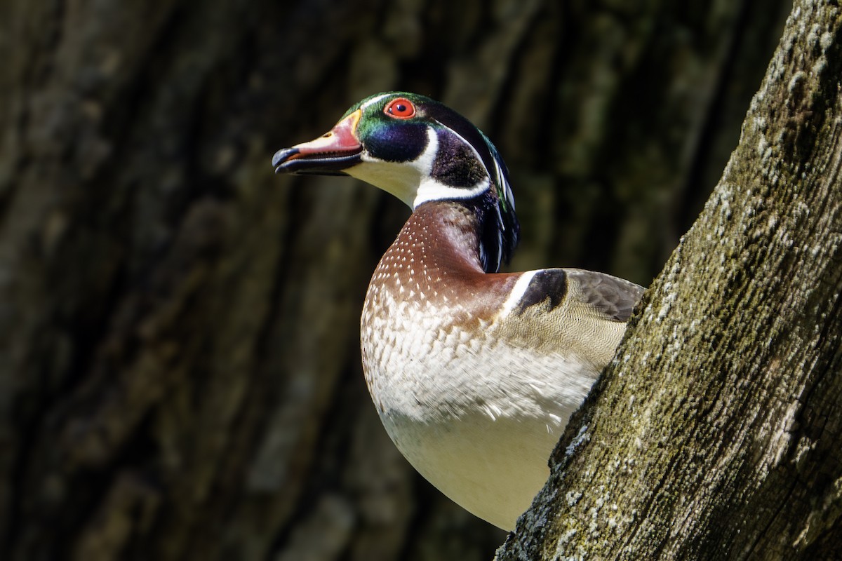 Wood Duck - ML618428785