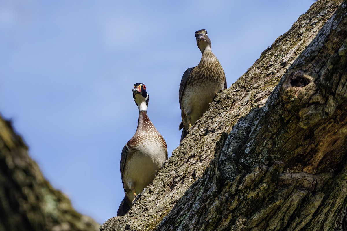 Wood Duck - ML618428786