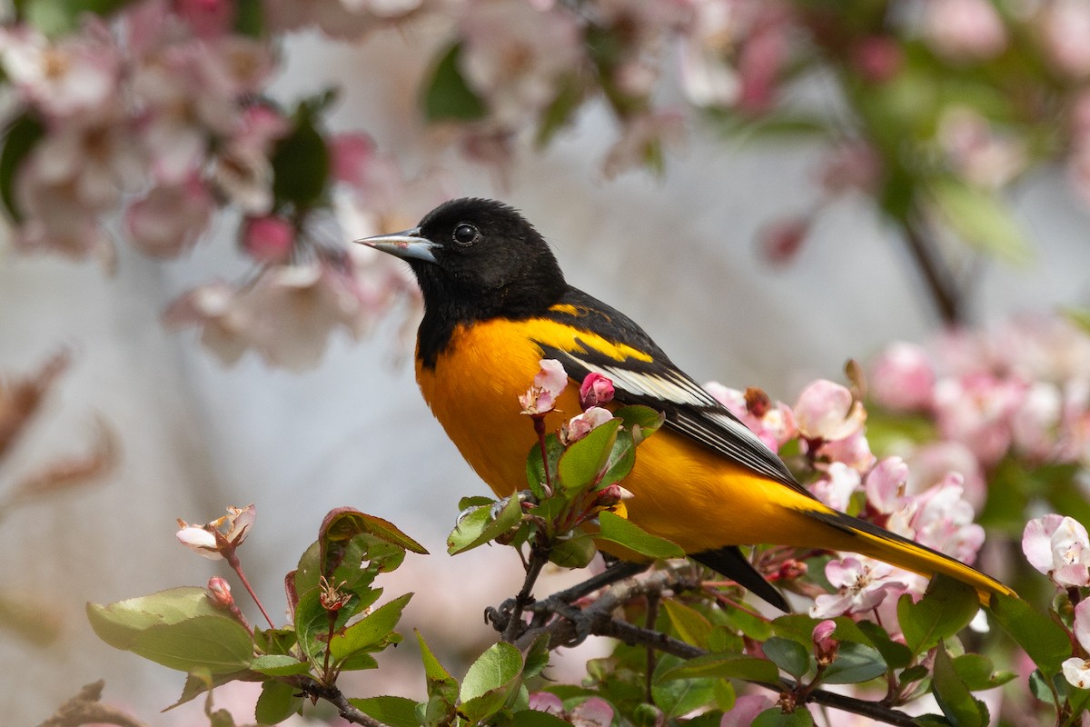 Baltimore Oriole - R Brodell