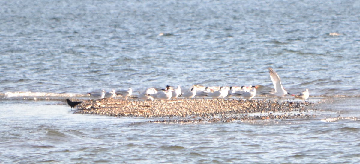 Caspian Tern - ML618428854