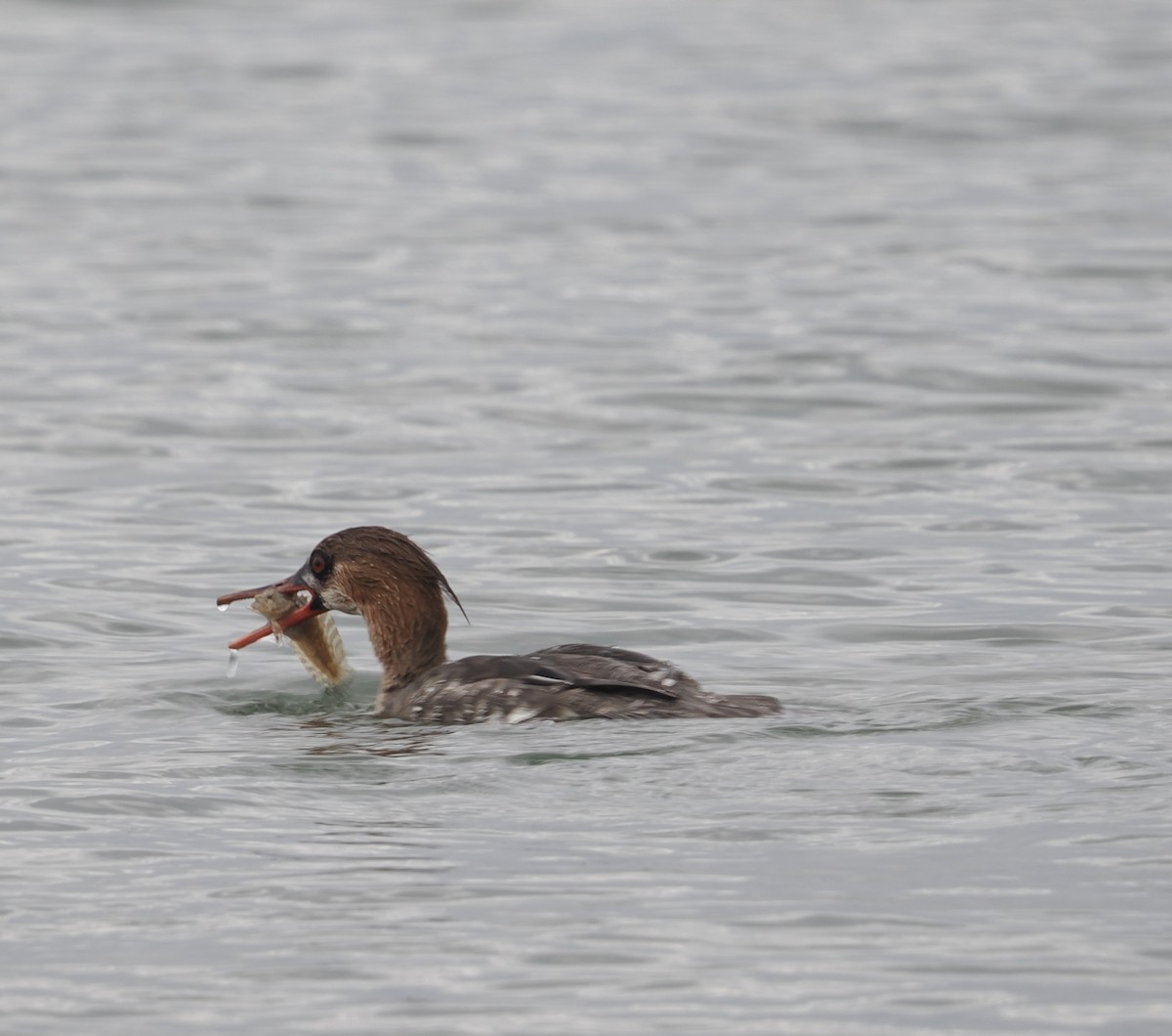 Red-breasted Merganser - ML618428869