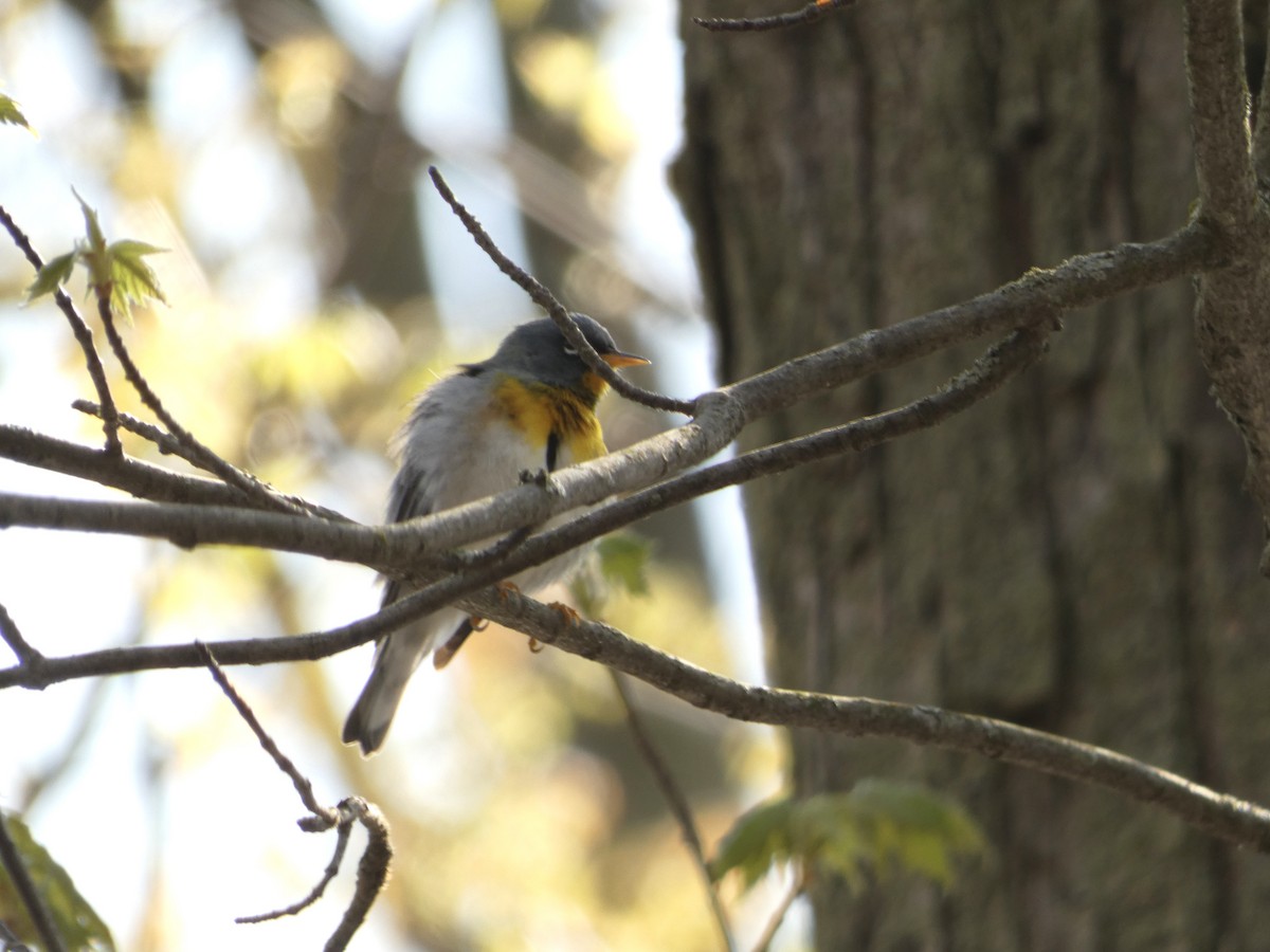 Northern Parula - Jeff DeRuyter