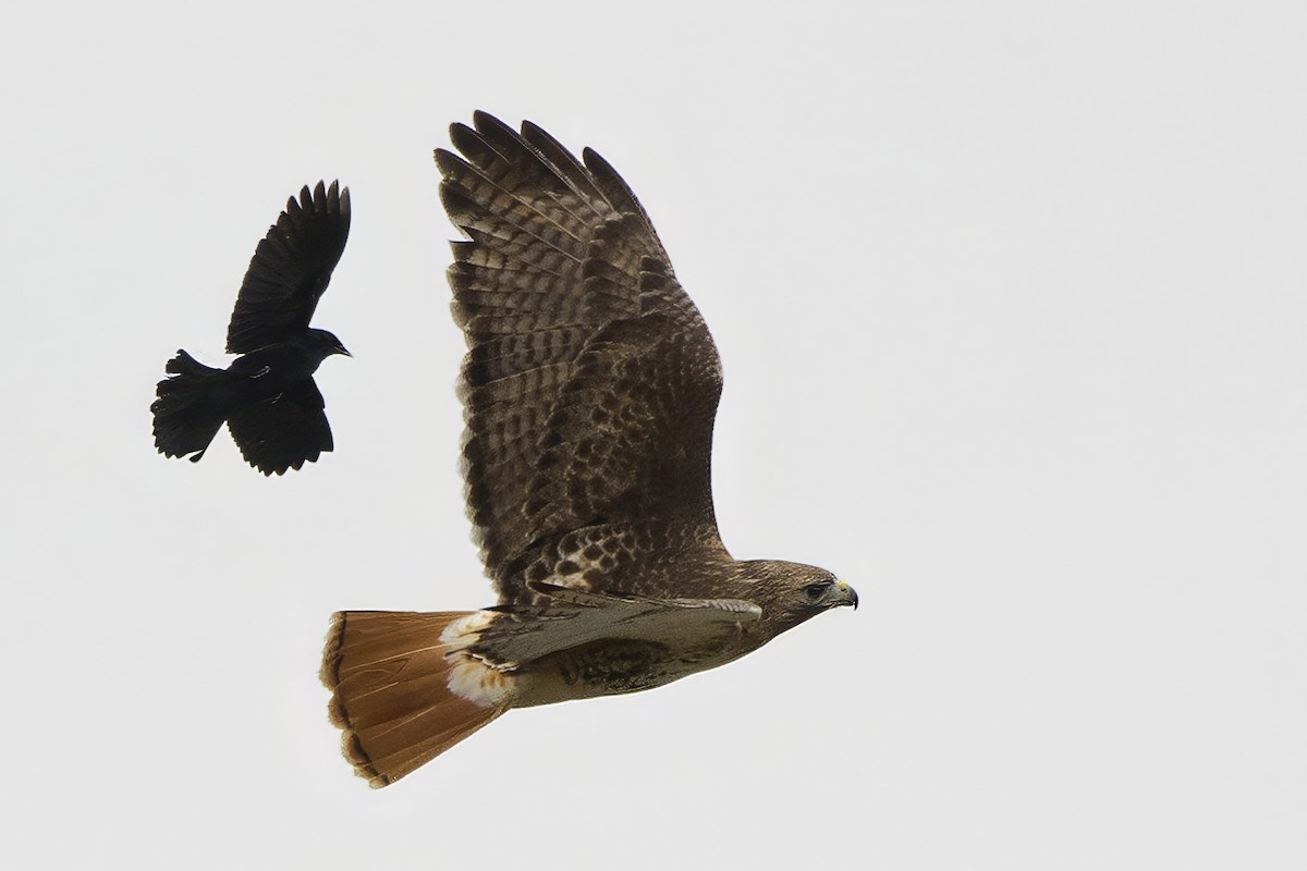 Red-tailed Hawk - ML618428953