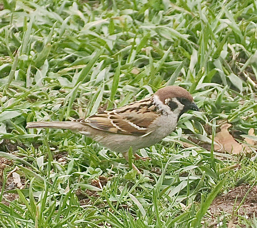 Eurasian Tree Sparrow - ML618428966