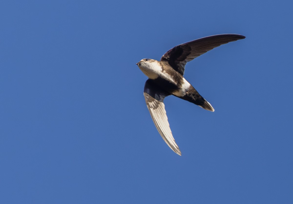 White-tipped Swift - ML618429022