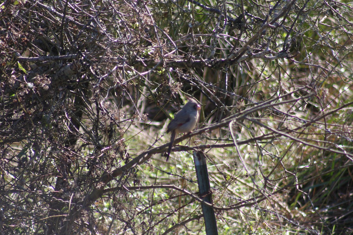 Pyrrhuloxia - ML618429025
